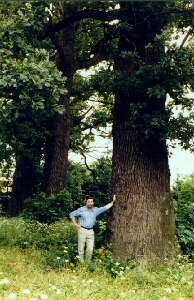 one of 600-year oaks near the church